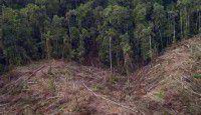 La deforestaci�n de bosques nativos, un avance constante