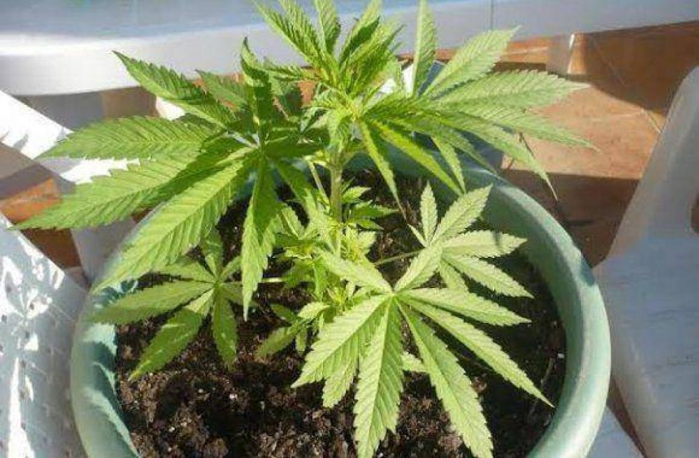 Secuestran plantas de marihuana durante un allanamiento