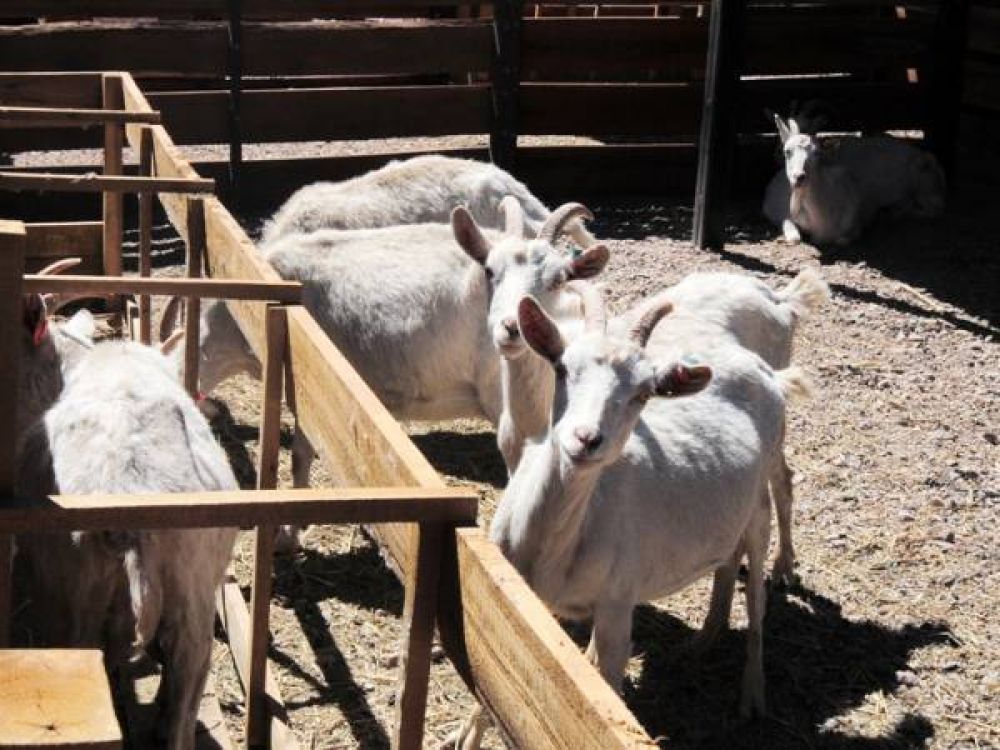 A prisi�n por intentar robar animales para vender oferta en una carnicer�a