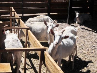 A prisi�n por intentar robar animales para vender oferta en una carnicer�a