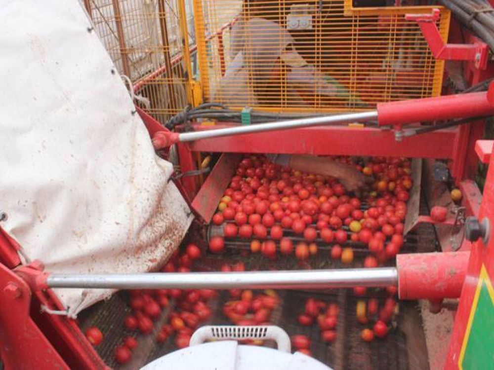 San Juan ser� sede de un encuentro nacional de productores de tomate