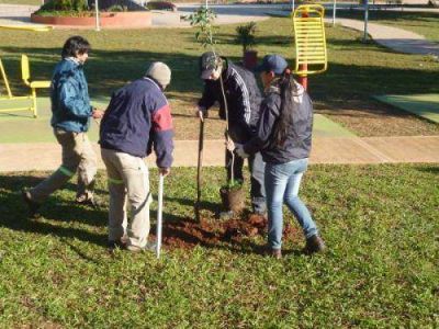 La Municipalidad est� reponiendo los plantines ornamentales en espacios p�blicos