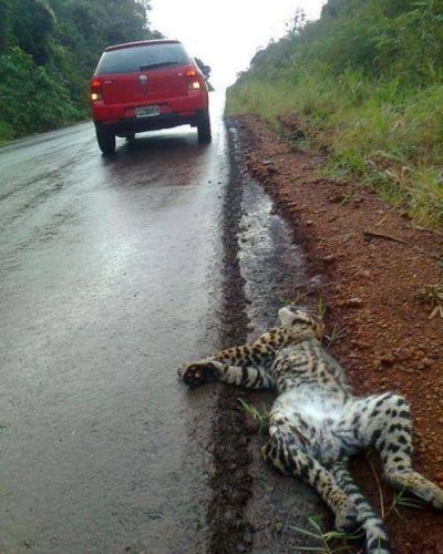 Encontraron un yaguaret� atropellado 
