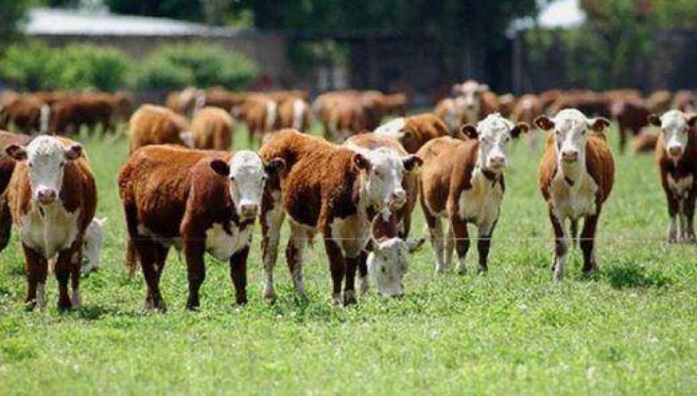 �San Rafael se convirti� en el primer departamento productor intensivo de carne bovina�