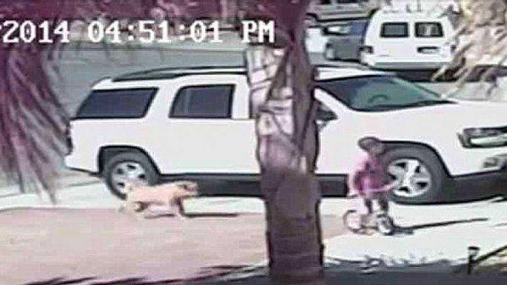 Sacrificaron al perro que fue filmado atacando a un ni�o