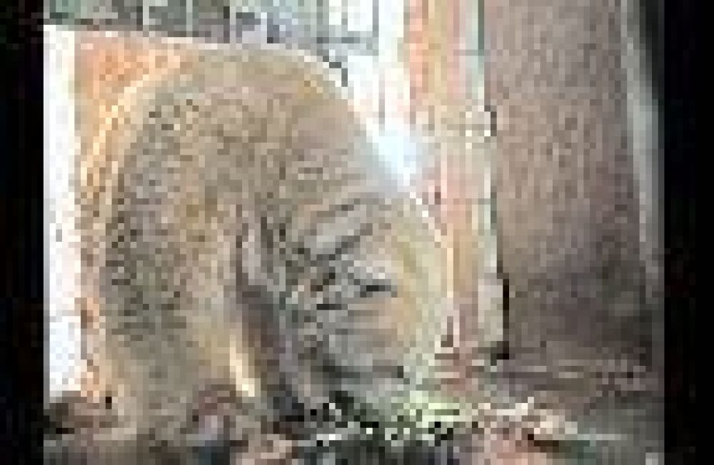 As� est� el oso Arturo, por el que Cher le reclama a Cristina Fern�ndez