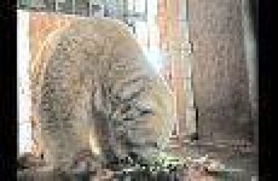 As� est� el oso Arturo, por el que Cher le reclama a Cristina Fern�ndez