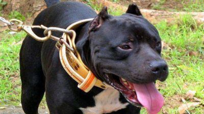 Un nene muri� por el ataque de un Pitbull en Alejandro Korn