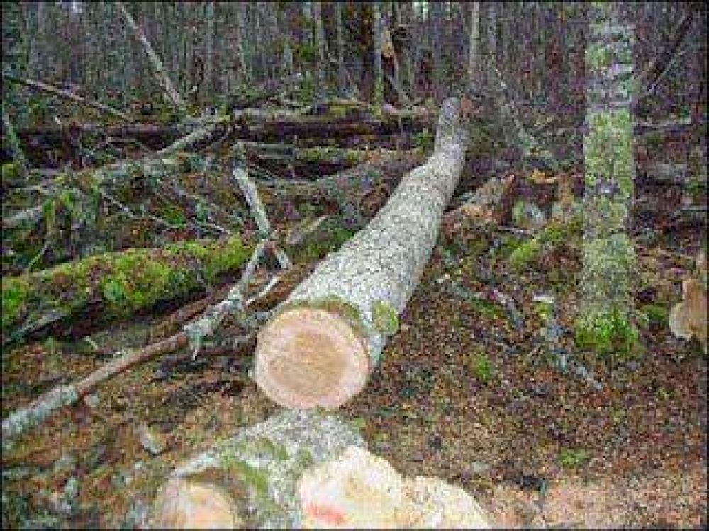 3 a juicio oral por tala en el Parque Nacional