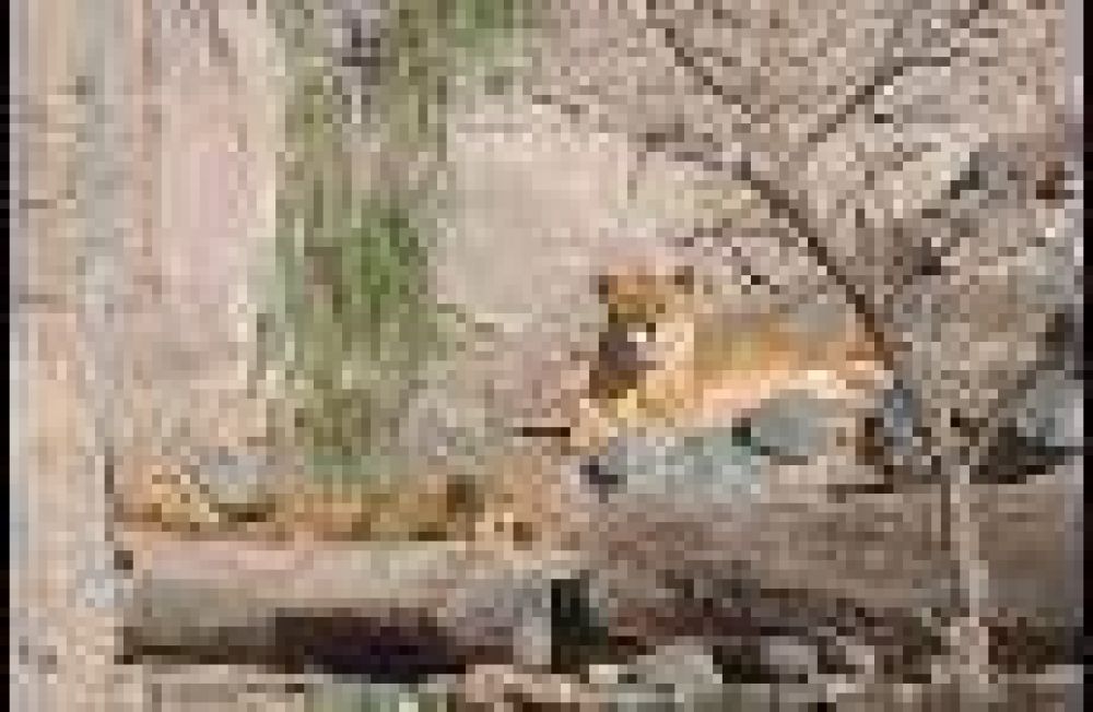 El detr�s de escena del zool�gico provincial