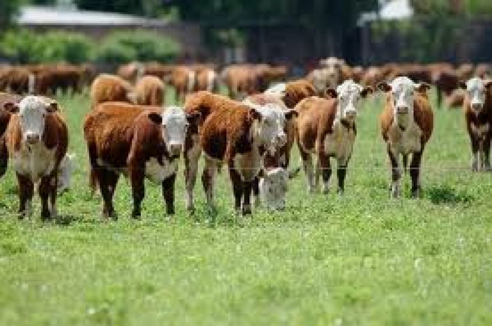 Aument� el stock ganadero en Entre R�os y en el resto del pa�s