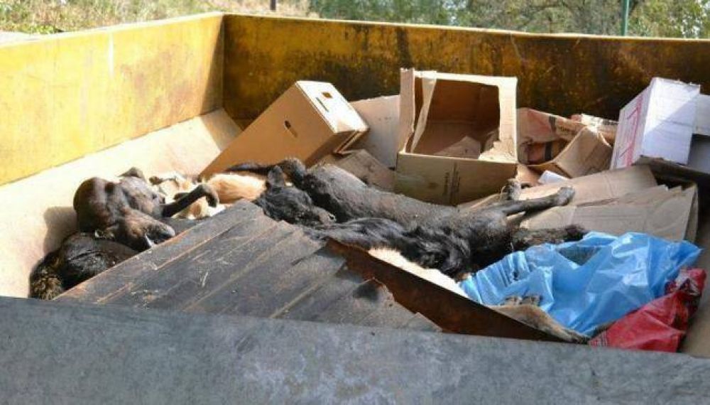 Contin�a en el misterio la matanza de 220 perros