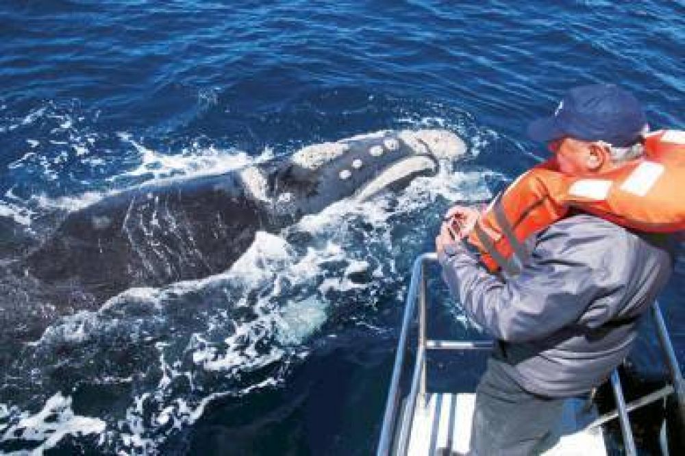 Ma�ana desde la Casa del Chubut se lanzar� la temporada de ballenas