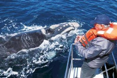 Ma�ana desde la Casa del Chubut se lanzar� la temporada de ballenas