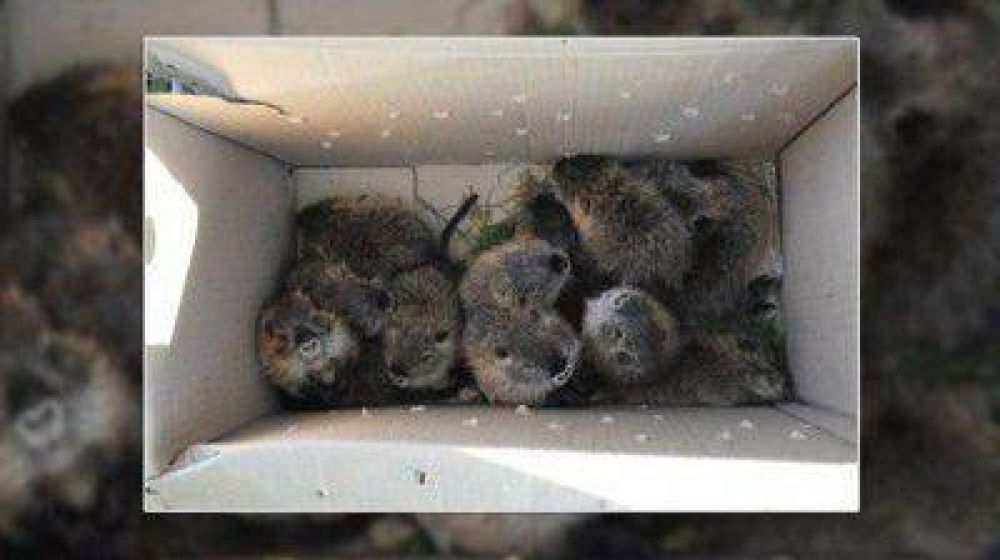 Personal de Gendarmer�a incaut� nutrias y carpinchos destinados al comercio ilegal