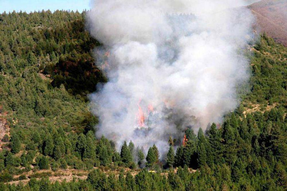 La le�a de los bosques quemados en los altos de Bariloche