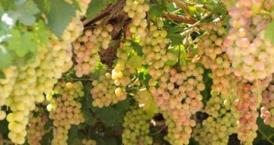 Nueva variedad de uva en el departamento