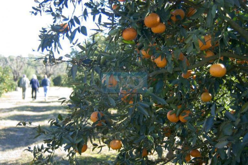 Vecinales de Paran� ofrecer�n citrus a precios populares