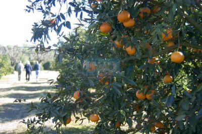 Vecinales de Paran� ofrecer�n citrus a precios populares