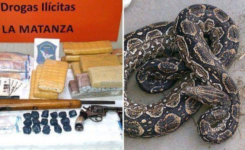 Escond�an droga en una cueva donde ten�an una serpiente anaconda
