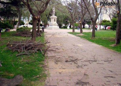 Comenz� la poda de �rboles en Carmen de Patagones