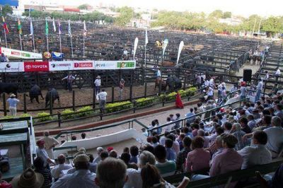 Varias caba�as de Formosa dir�n presente en la 45� Exposici�n Nacional Brangus