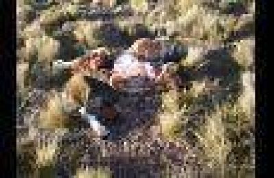 Cazadores furtivos mataron y envenenaron animales en la Payunia