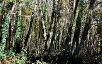 La ONG Lazos Verdes particip� de una reuni�n con concejales