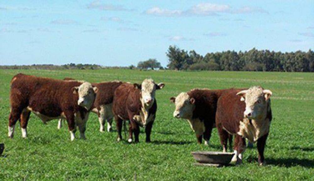 En Tres Arroyos hay poco m�s de 128 mil bovinos