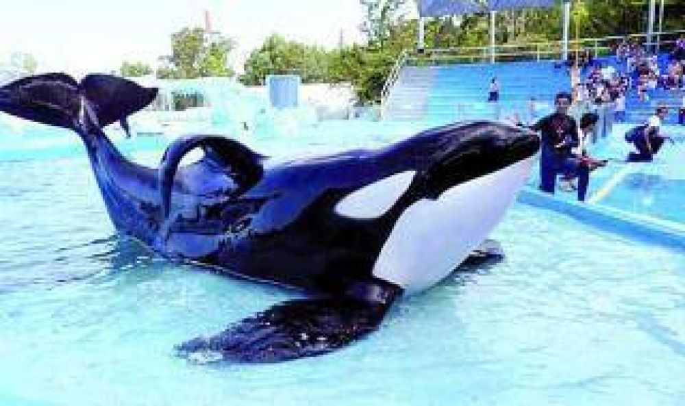 San Clemente del Tuy: Piden la liberacin de la orca de Mundo Marino
