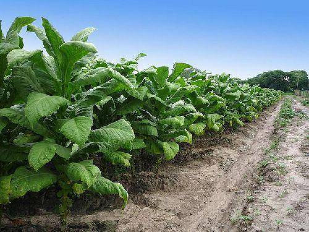 POR PRIMERA VEZ EN LA HISTORIA SE DEJ� DE PLANTAR TABACO NEGRO EN SALTA
