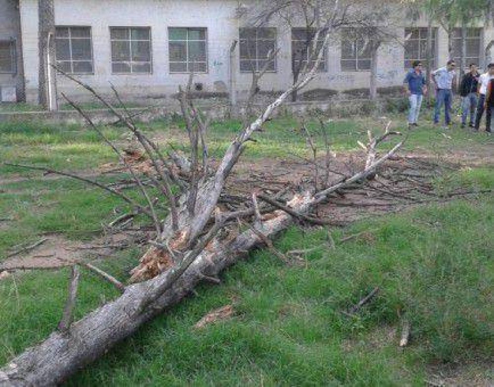 �Cuando alert�bamos sobre la peligrosidad de los �rboles, habl�bamos de posibles muertes�