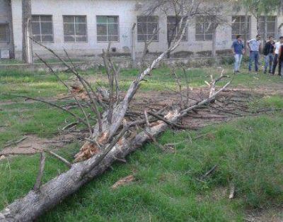 �Cuando alert�bamos sobre la peligrosidad de los �rboles, habl�bamos de posibles muertes�