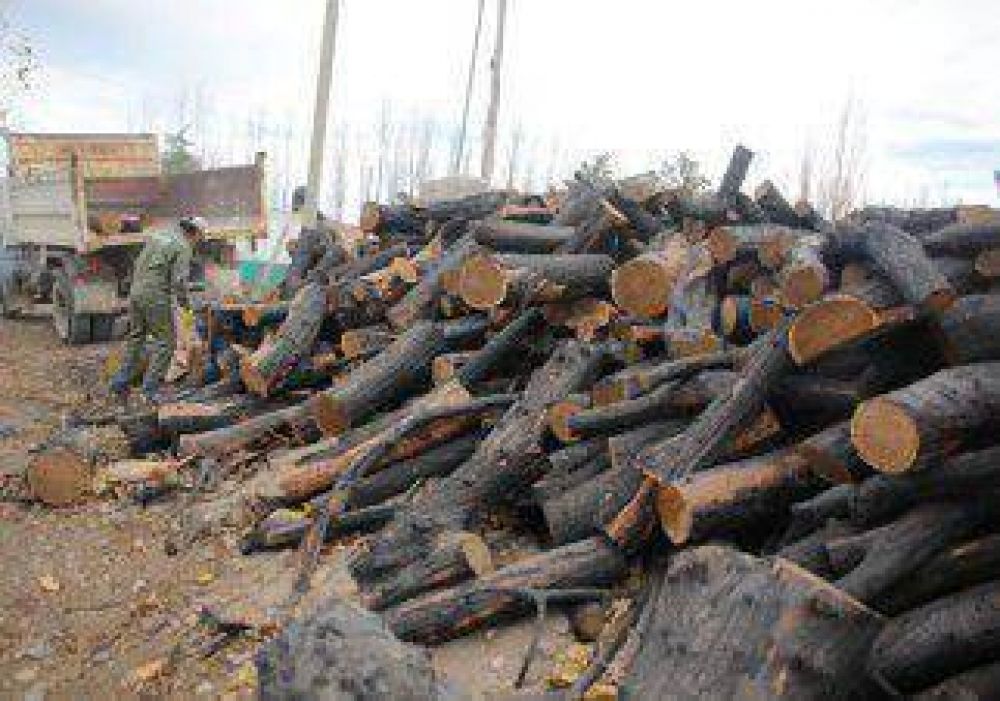 Asisten con le�a a 3.500 familias 