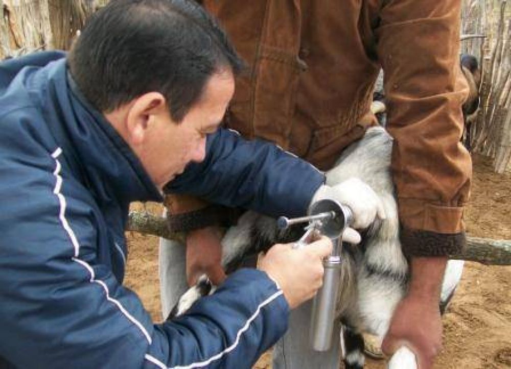 Tarea de inseminaci�n artificial en caprinos