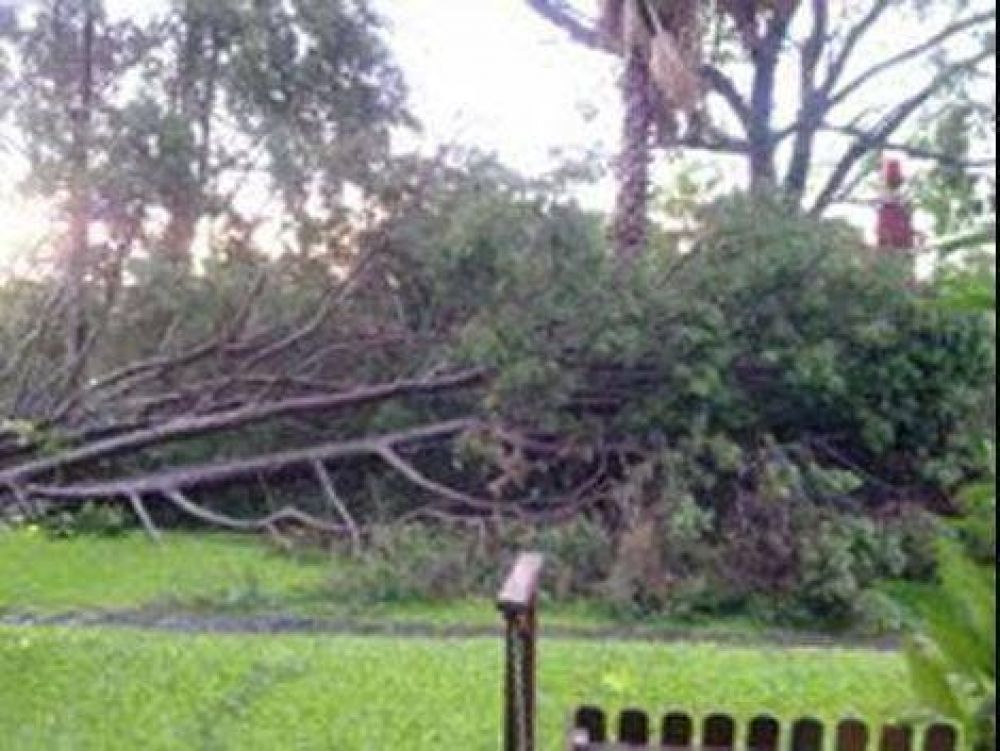 El Gobierno Municipal mont� un operativo para retirar �rboles que cayeron por el temporal