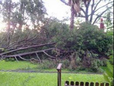 El Gobierno Municipal mont� un operativo para retirar �rboles que cayeron por el temporal