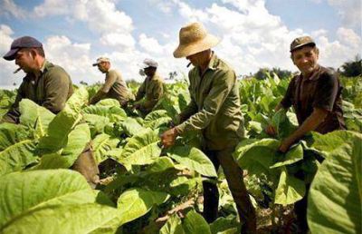 El lunes contin�a el pago del Programa Intercosecha del Tabaco