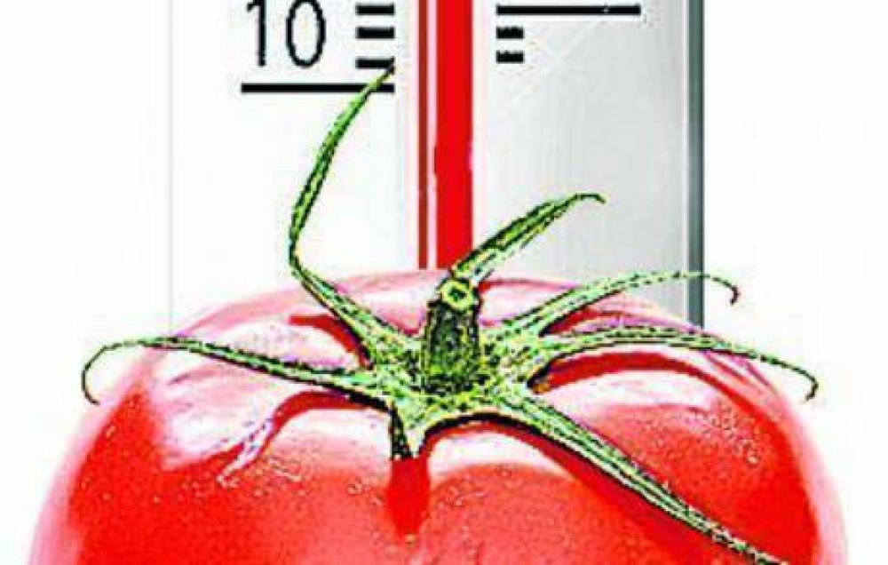 El precio del tomate se triplic� en una semana