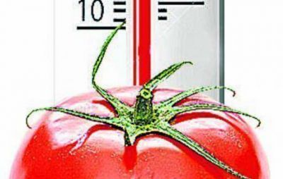 El precio del tomate se triplic� en una semana