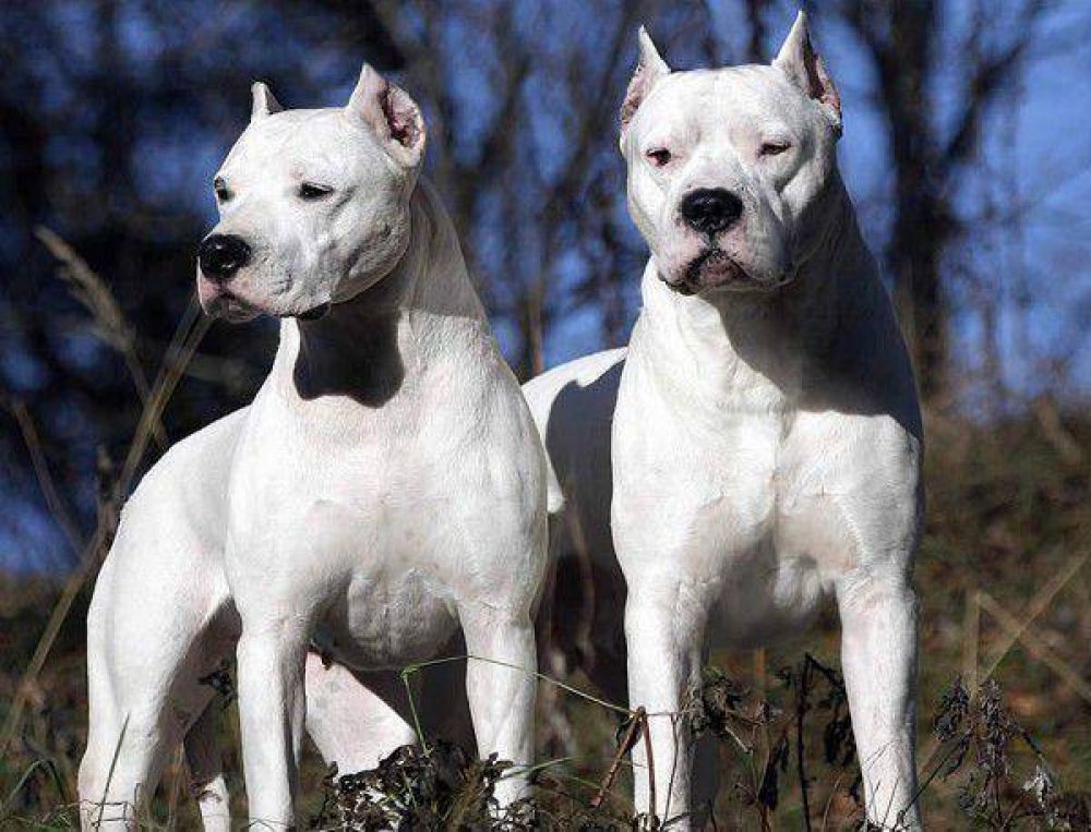 Cuatro dogos atacaron a un ni�o de 10 a�os en Pedro Luro