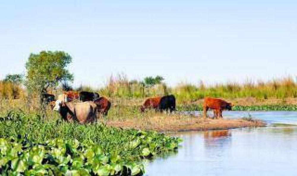 Creciente del Paran�: Recomiendan a productores de islas prever el movimiento de hacienda