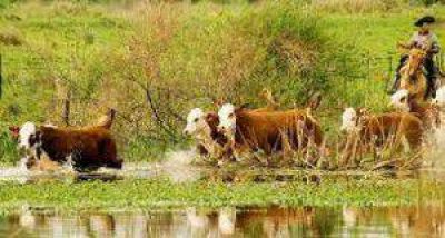 Se necesitar�a evacuar casi 500.000 animales por inminentes inundaciones