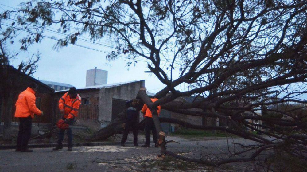 Por el viento se cay� un �rbol y rompi� ca�os de agua y gas