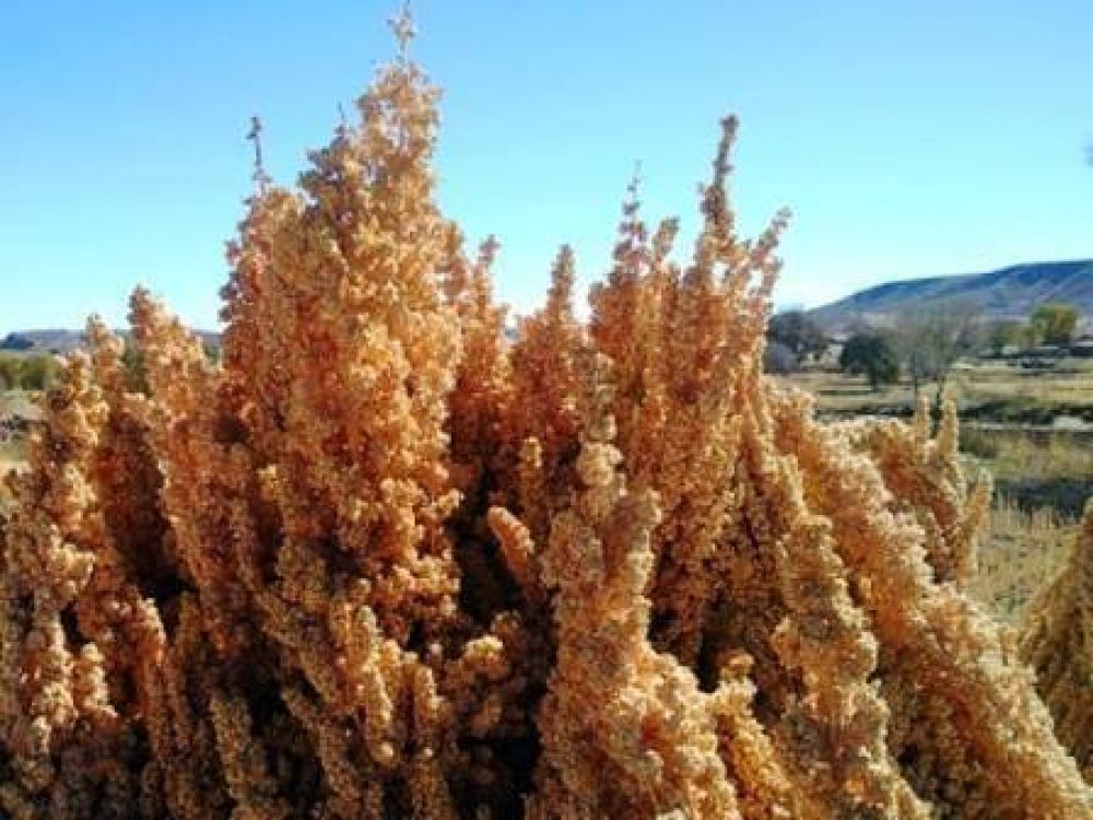 Salta cuenta con 650 hect�reas de qu�noa sembradas