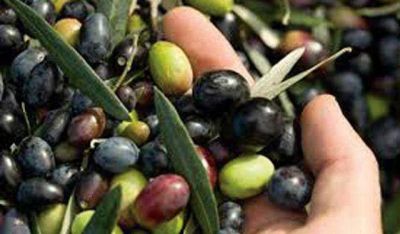 La cosecha de aceitunas termina con p�rdidas que superan el 90%