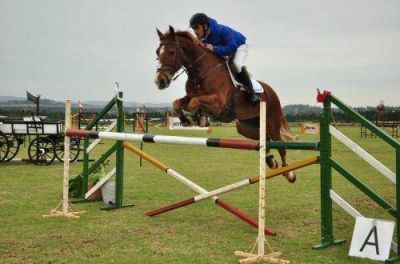 Este viernes comienza el Torneo Regional de Saltos H�picos D�a de la Bandera