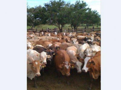 El Plan Alimentario mira hacia el Chaco salte�o