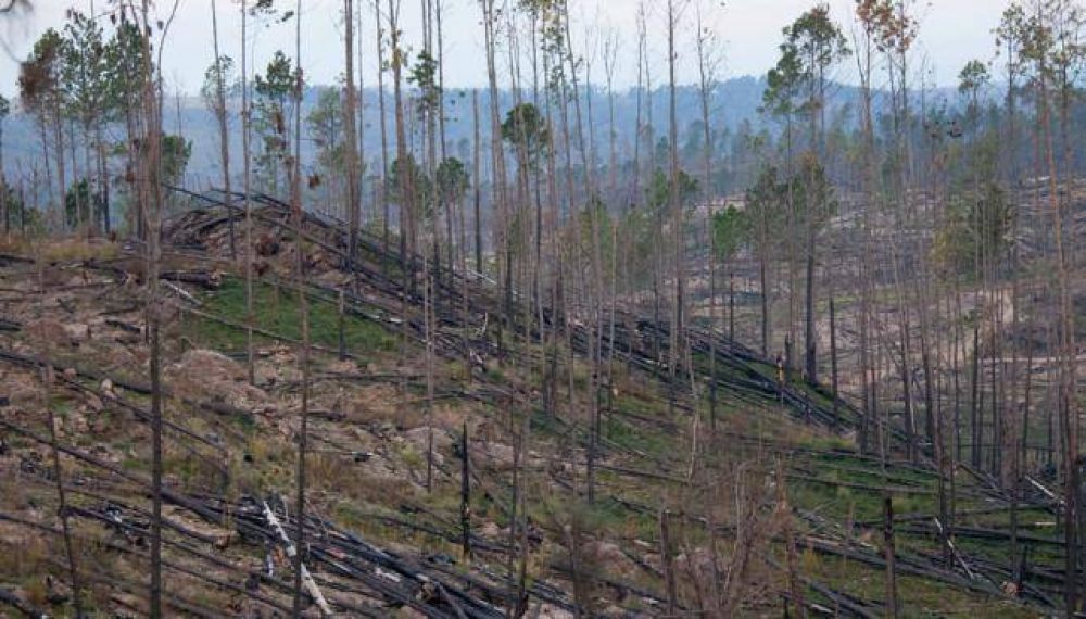 Bomberos no recibieron fondos del Plan del Fuego