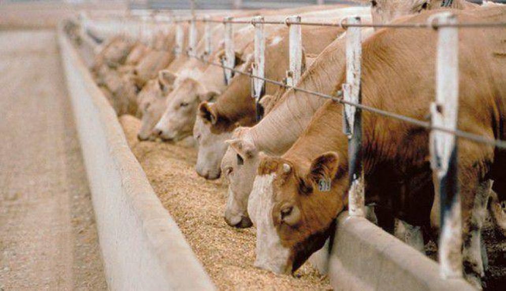 �No son las mejores condiciones para criar�, afirm� un ganadero